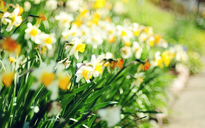 Daffodils, green, flowers, nature, bonito, HD wallpaper