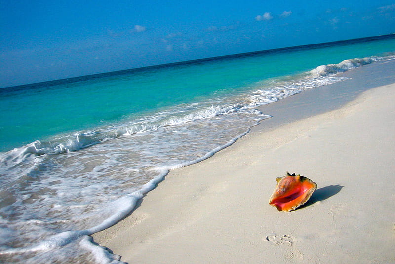 Conch Shell on Beach Tahiti, polynesia, islands, exotic, ocean, conch, sea, lagoon, beach, sand, paradise, shell, island, tahiti, tropical, blue, HD wallpaper