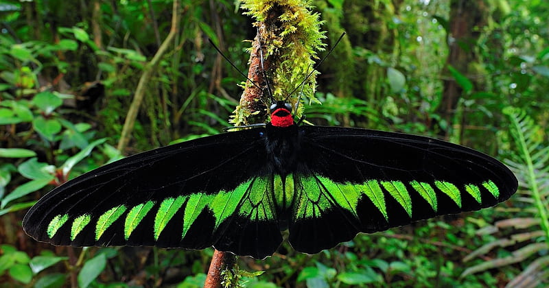 Butterfly of Malaysia, insect, malaysia, branch, butterfly, HD ...