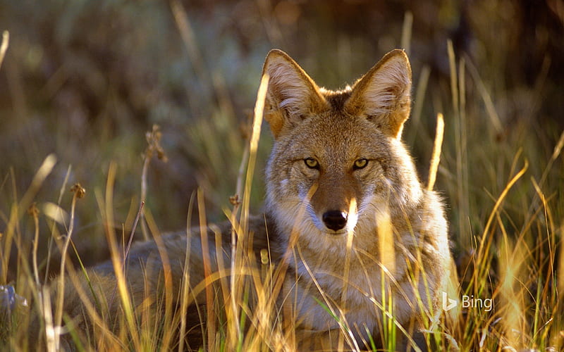 Coyote in Black Canyon of the Gunnison National Park Colorado United States, Canyon, Coyote, Black, in, HD wallpaper