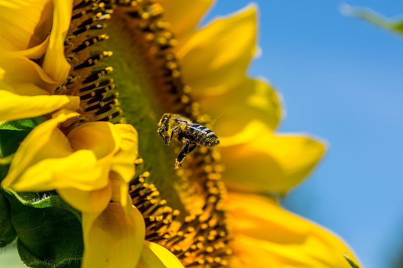 Bee, flower, nature, pollen, HD wallpaper