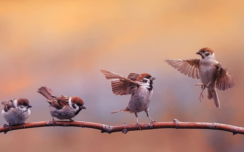 Stay in line! Wings up!, sparrow, bird, cute, nature, funny, pasari, vrabie, HD wallpaper