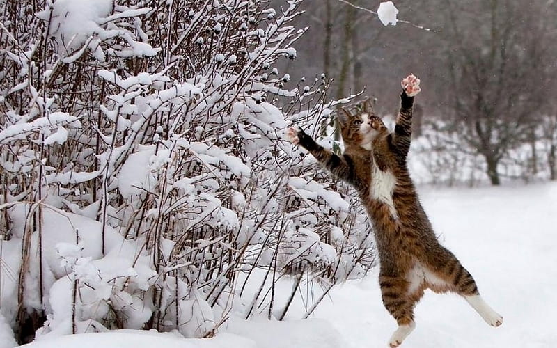 Winter fun, winter, funny, cat, pisici, jump, iarna, HD wallpaper | Peakpx