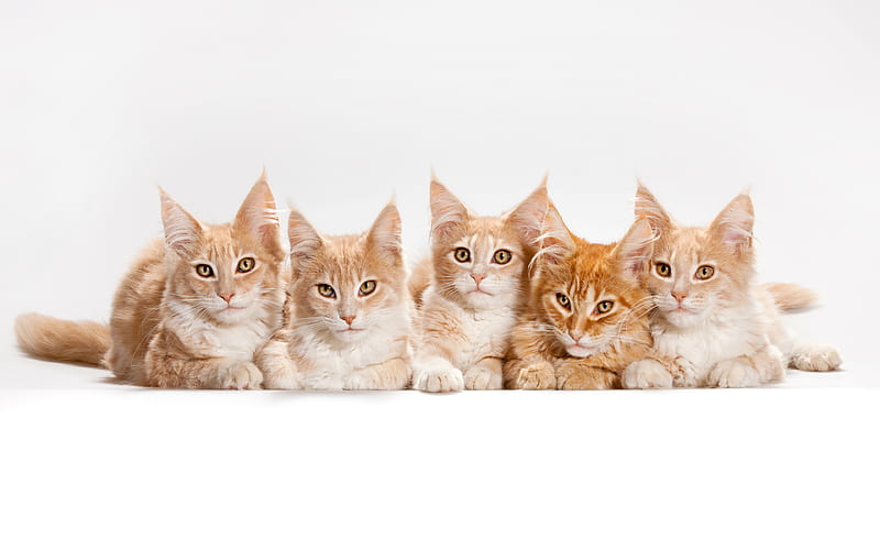 maine coon, cats, family, red cats, cute animals, American cats, HD wallpaper