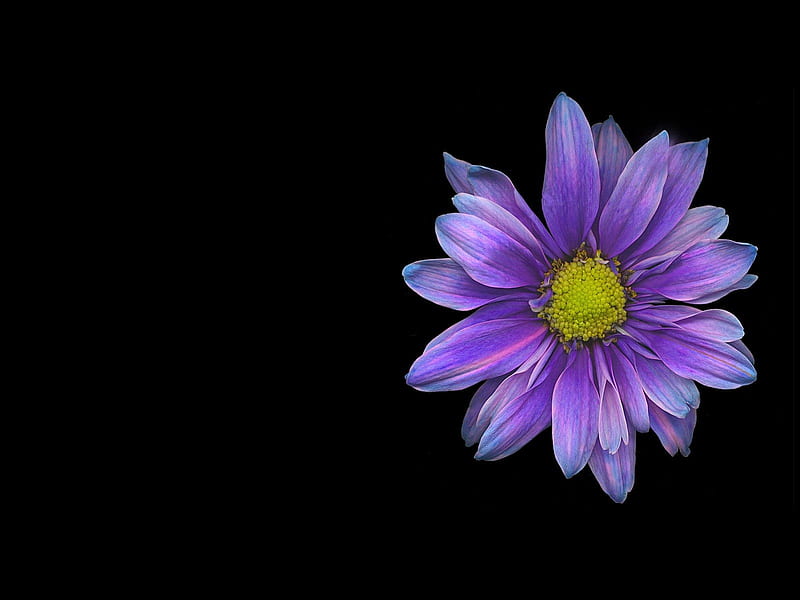 Violet In Black, black, soft, alone, purple, flower, garden, nature, violet, blooms, daisy, HD wallpaper
