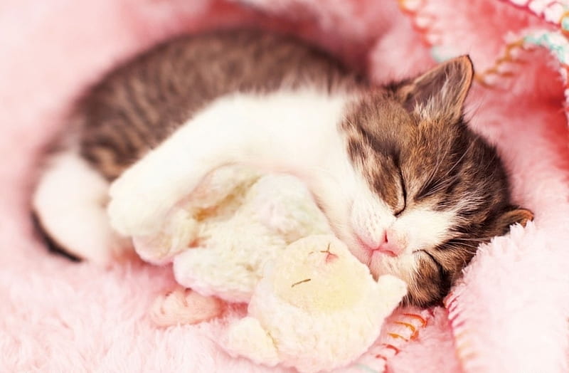 Sleeping with my little lamb, sleep, toy, kitten, pisici, cat, animal, cute, beverly, sheep, lamb, HD wallpaper
