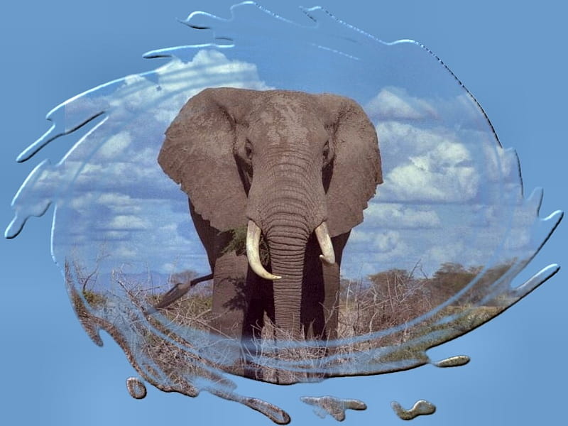 Elephant Walk F2C tundra, elephant, africa, animal, graphy, jungle, wildlife, safari, HD wallpaper