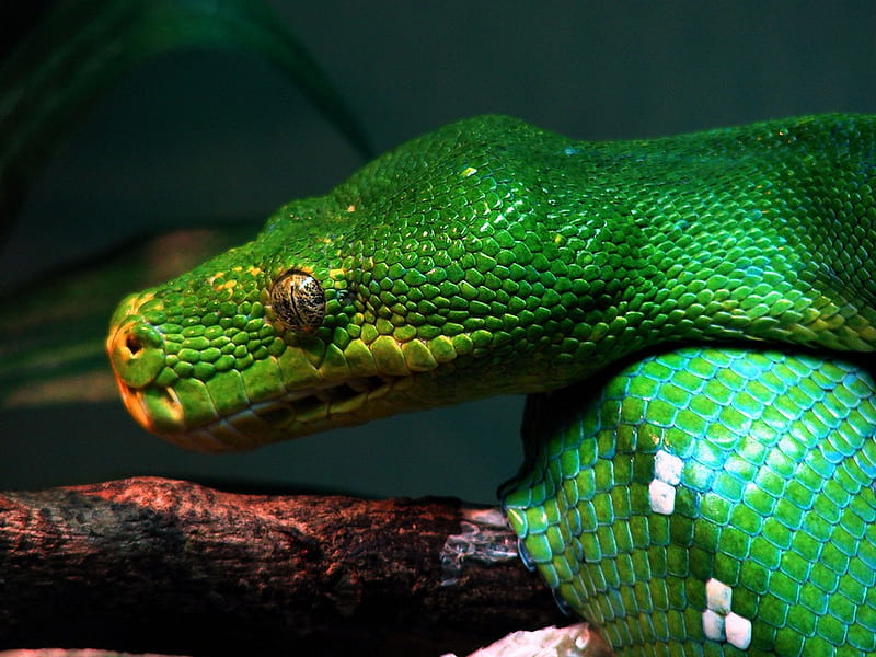 SNAKE, cold blooded, green, reptile, HD wallpaper