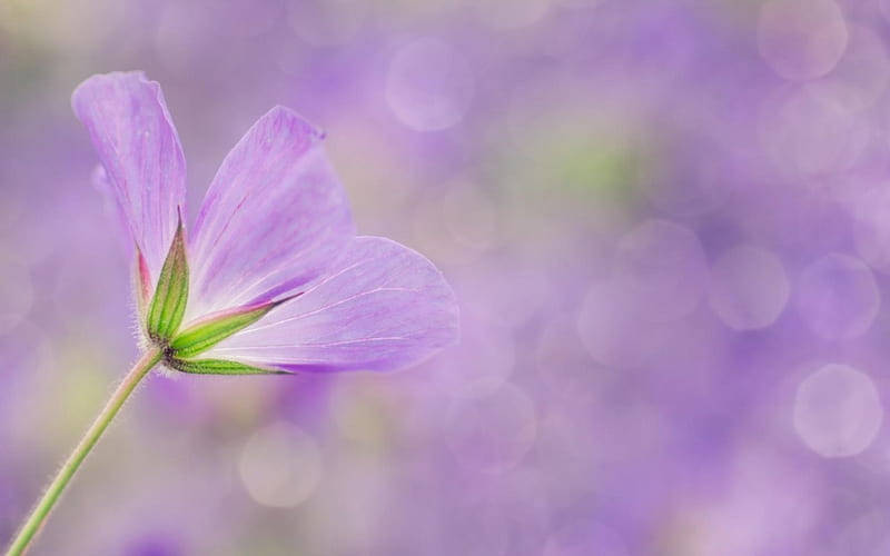 Flower, bokeh, purple, green, spring, pink, HD wallpaper | Peakpx