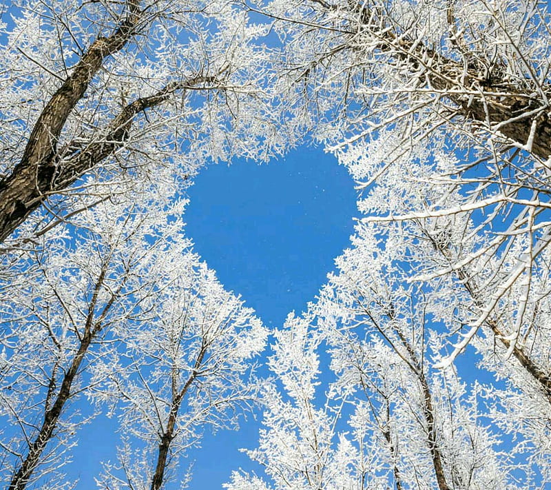 Heart tree, sky, HD wallpaper