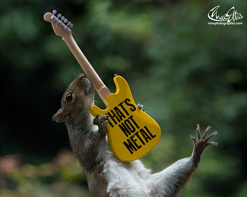 Squirrels rocks, cute, max ellis, squirrel, veverita, guitar, yellow, funny, animal, HD wallpaper