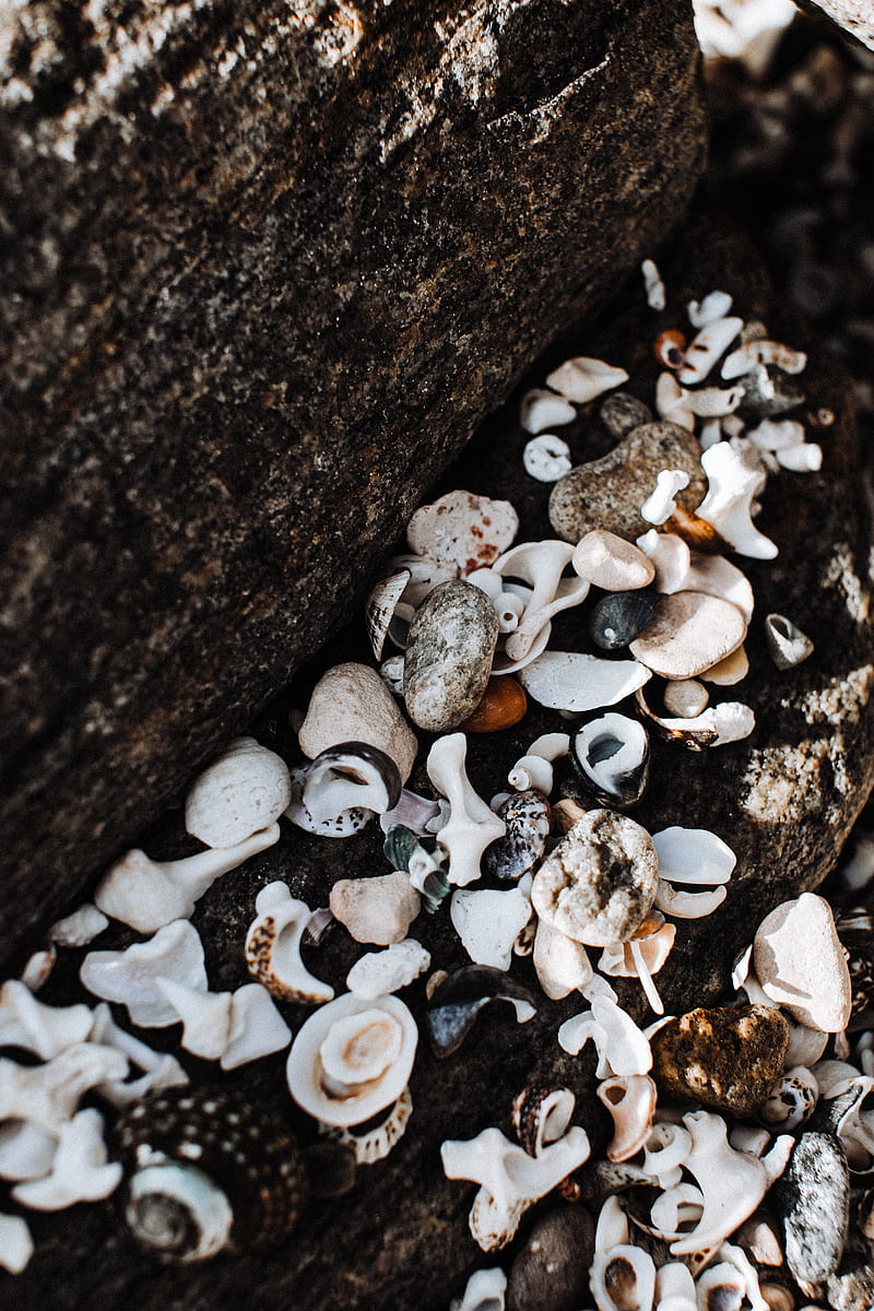From above of various white cockle shells and little pebbles lying on rough rocky seashore, HD phone wallpaper