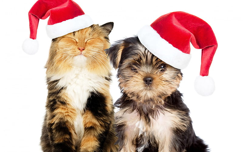 Christmas, dog and cat, Yorkshire terrier, cute animals, New Year, Christmas hats, friendship concepts, HD wallpaper