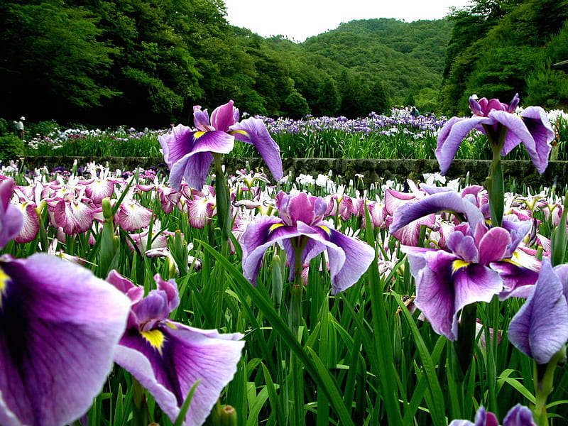 YAMAZAKI FLOWER, purple, chinoise, flowers, trees, wide, field, HD wallpaper