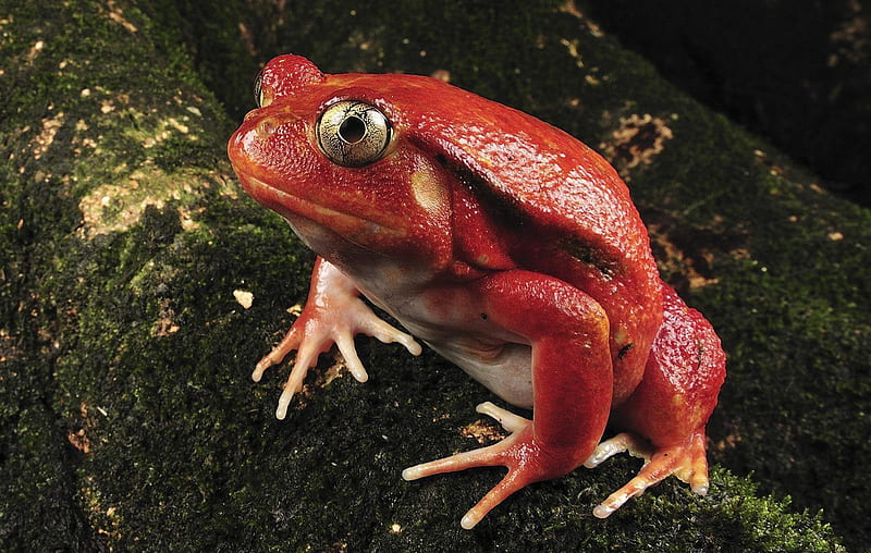 Rare Tomato Frog (Madagascar), Red body, tree limb, green eyes, jungle setting, HD wallpaper