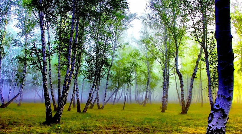mystical birch forest, forest, colors, birch, bark, mist, HD wallpaper