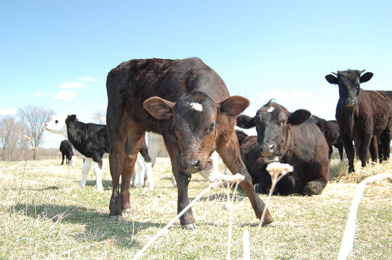 young calf, farm, calf, dairy, cows, HD wallpaper