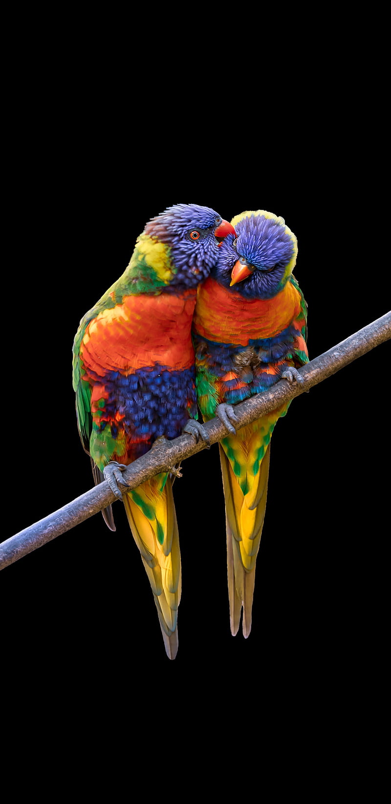Rainbow Lorikeets, bird, parrot, HD phone wallpaper