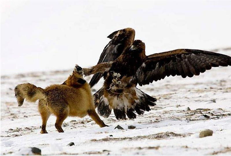 Who will win?, golden eagle, survive, eagle, birds, winter, fox, wild, predatory birds, wildlife, fight, nature, animals, hunter, red fox, HD wallpaper