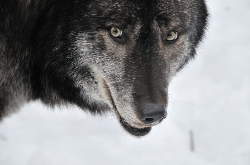 old wolf, friendship, quotes, pack, dog, lobo, arctic, black, abstract, winter, timber, snow, wolf , wolfrunning, wolf, white, lone wolf, howling, wild animal black, howl, canine, wolf pack, solitude, gris, the pack, mythical, majestic, wisdom beautiful, maned wolf nature, spirit, canis lupus, grey wolf, wolves, wisdom, HD wallpaper