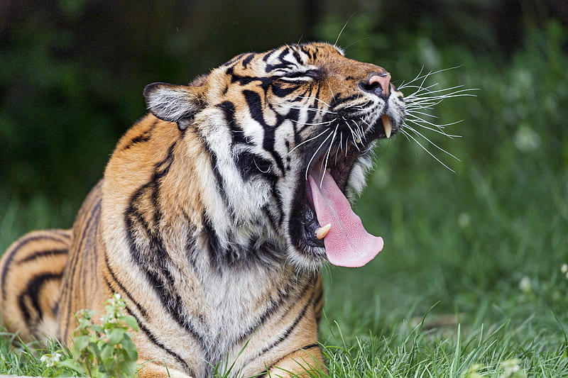 tiger, yawn, protruding tongue, big cat, predator, HD wallpaper