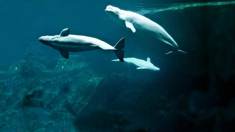 Beluga Whales, whales, nature, technology, animals, other, HD wallpaper