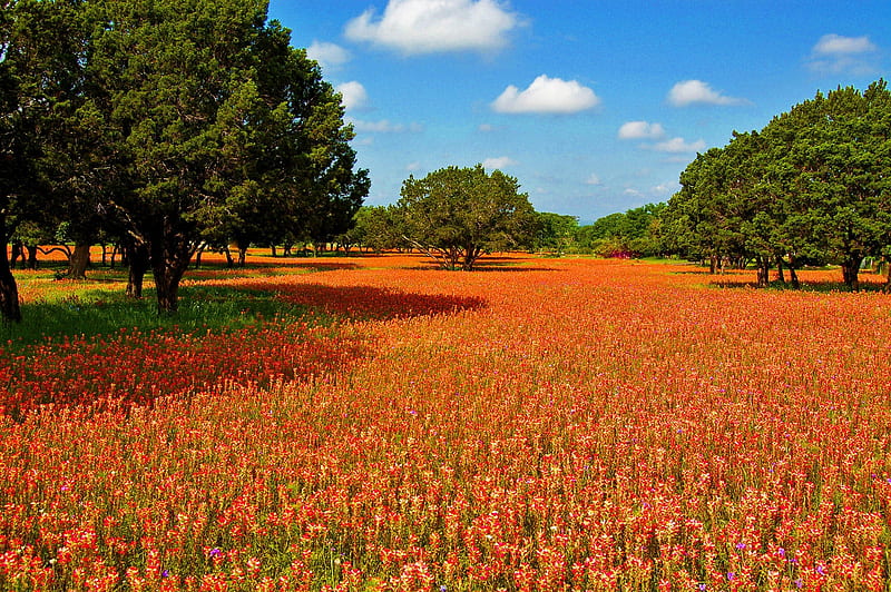 Texas Hill Country Indian Paintbrush, Texas, Fields, Flowers, Nature, HD wallpaper