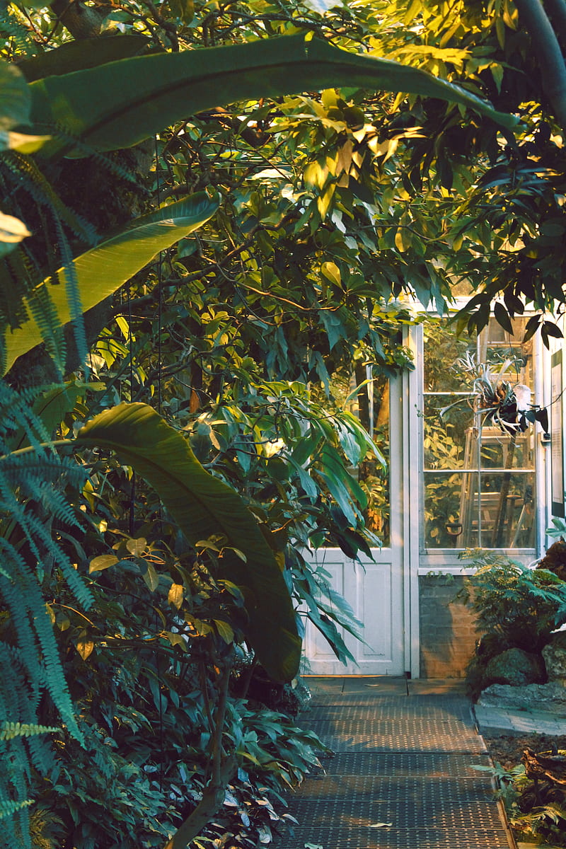 door, window, plants, house, garden, HD phone wallpaper