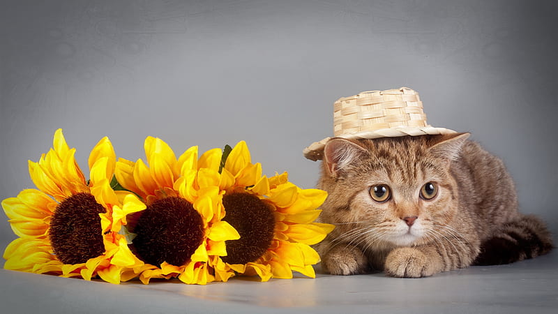 Brown Cat With Bamboo Cap Lying Down On Floor Near Yellow Flower Cat, HD wallpaper