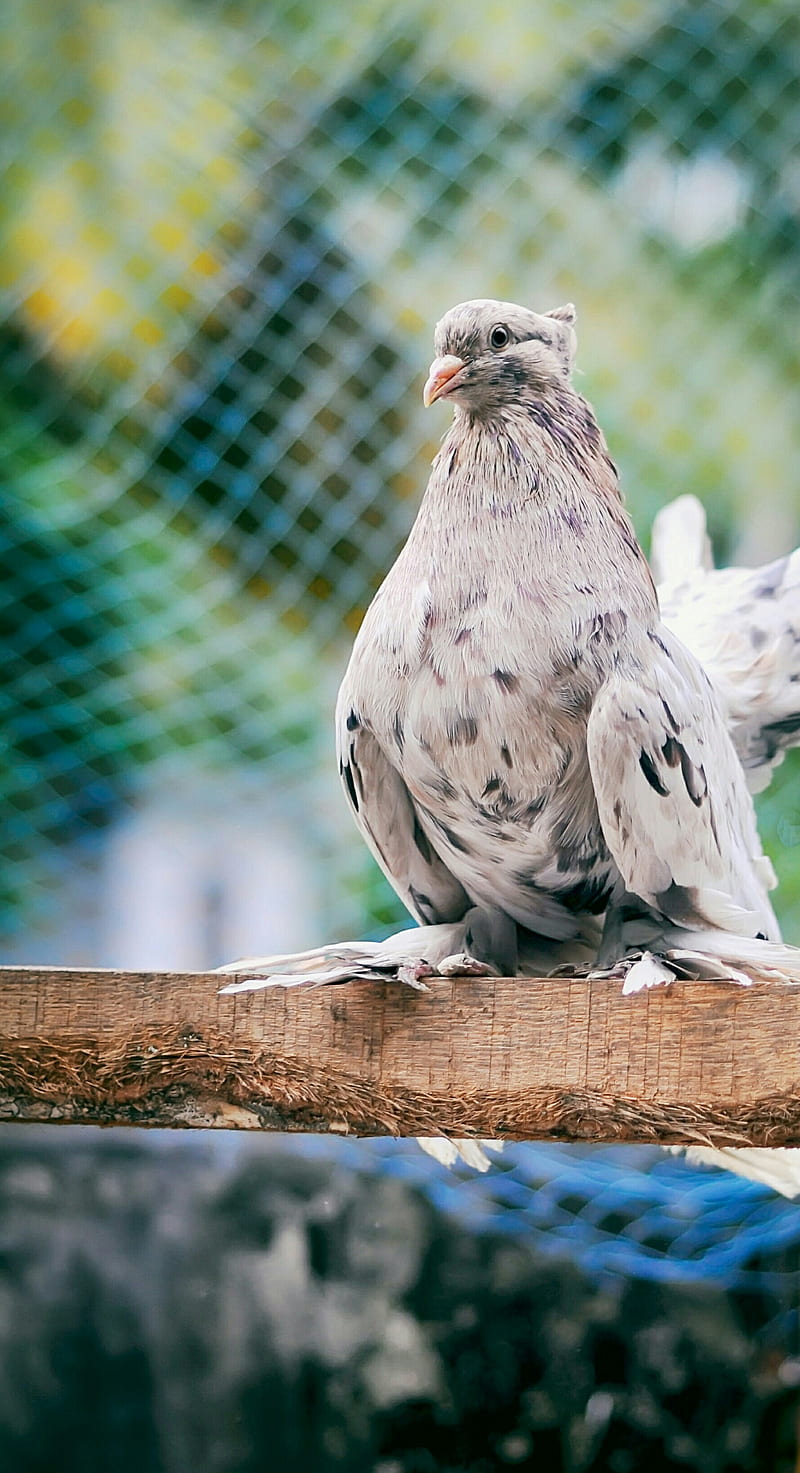 Cute pigeon, bird, birds, pet, parava, pravu, love bird, HD phone wallpaper