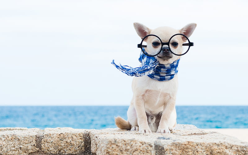 Acapulco Chihuahua, chihuahua, glasses, caine, animal, sea, cute, vara, summer, scarf, funny, white, puppy, dog, blue, HD wallpaper