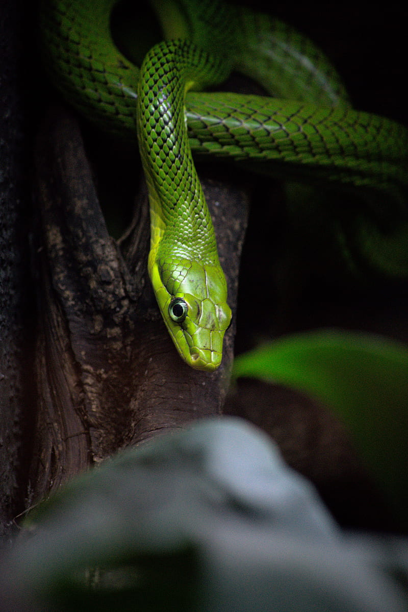 snake, reptile, green, bark, tree, HD phone wallpaper