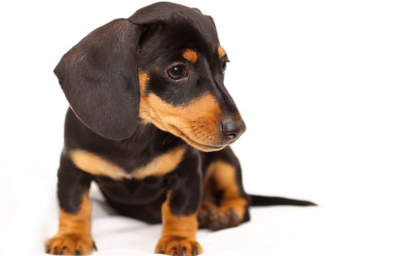 Dachshund Dog, pets, black dachshund, puppy, dogs, cute animals, Dachshund, HD wallpaper