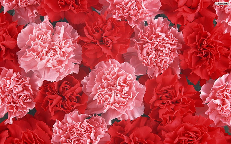 Valentines Day Carnations, red, special love, carnations, pink, HD wallpaper