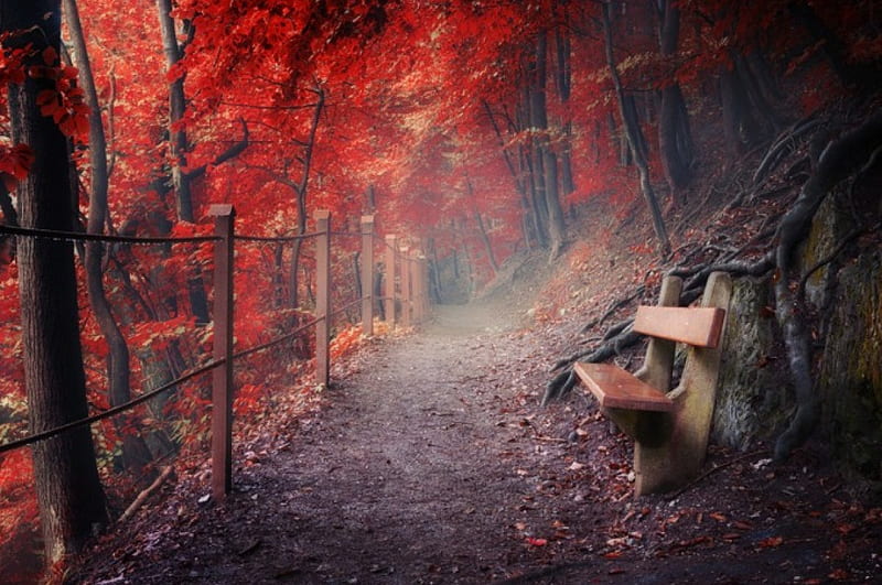 The Other Side, red, fence, forest, dawn, raindrops, bench, bonito, fog, path, hillside, HD wallpaper