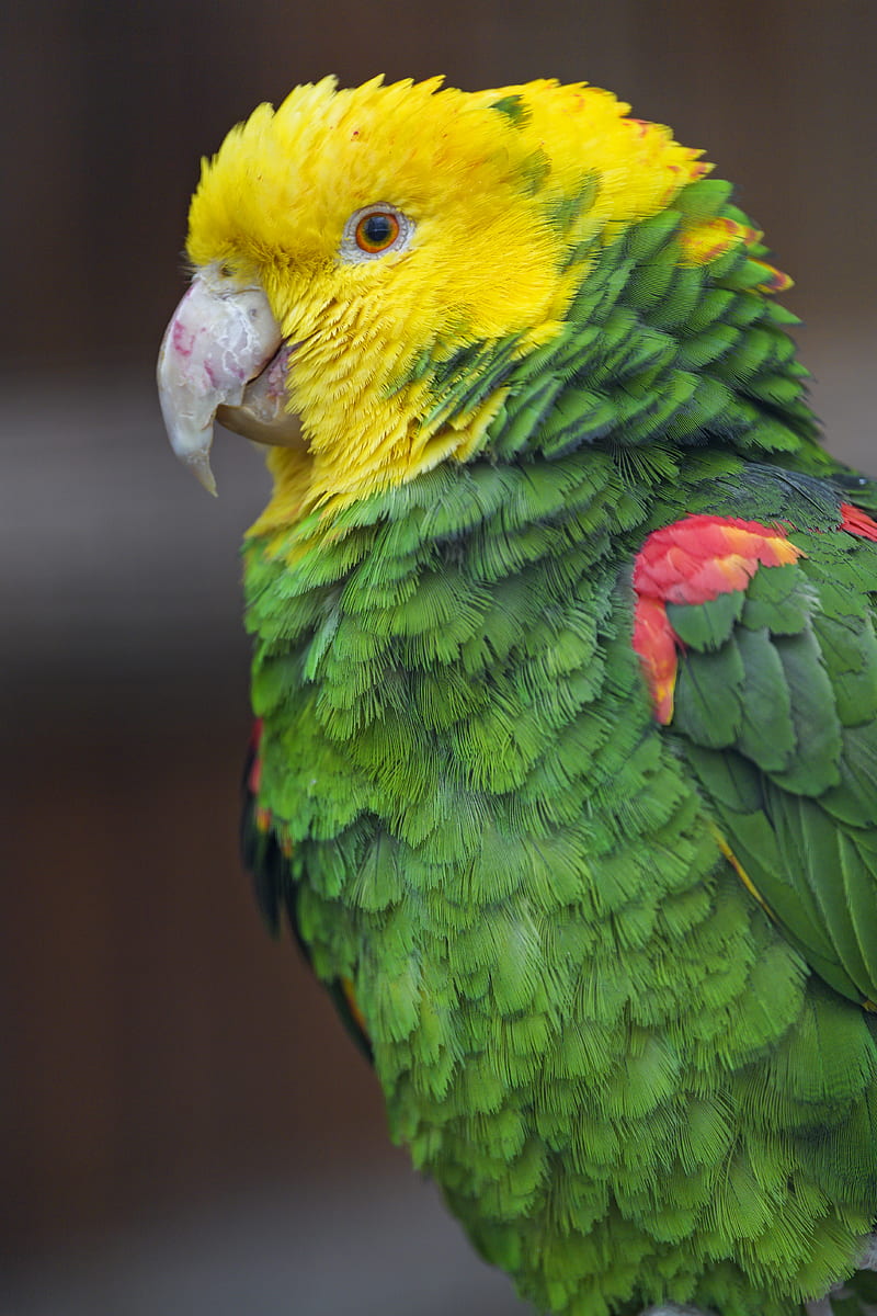 parrot, bird, feathers, bright, HD phone wallpaper