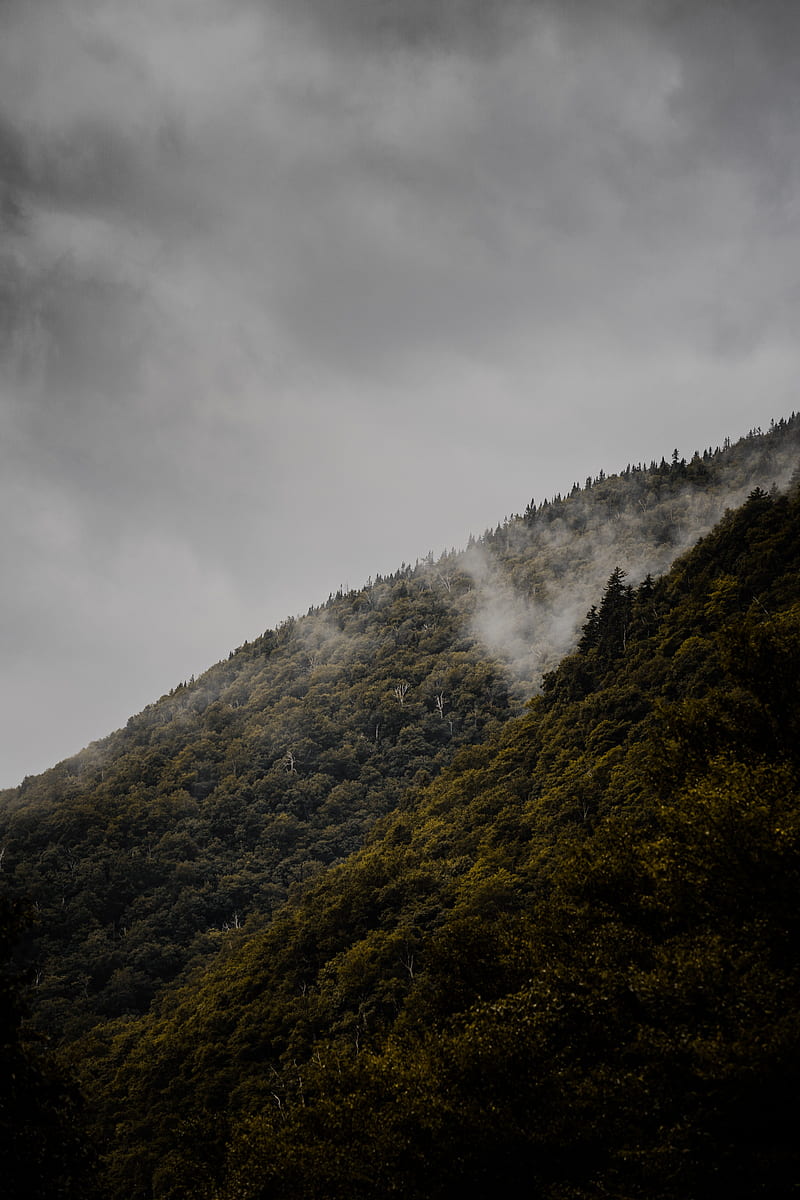 slope, trees, fog, hill, HD phone wallpaper