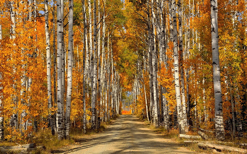 Road in Autumn Birch Forest, Trees, Forests, Autumn, Roads, Nature, HD wallpaper