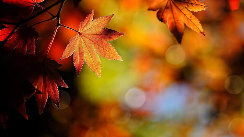 Red leaves-Golden autumn landscape, HD wallpaper | Peakpx