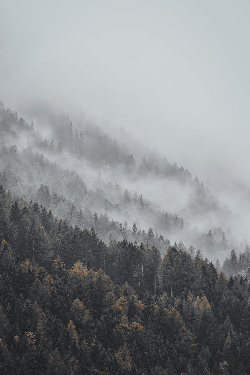 forest, fog, trees, treetops, landscape, HD phone wallpaper
