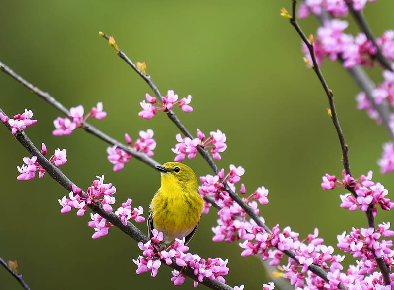Birds, Bird, Spring, Pet, Passerine, Flower, HD wallpaper