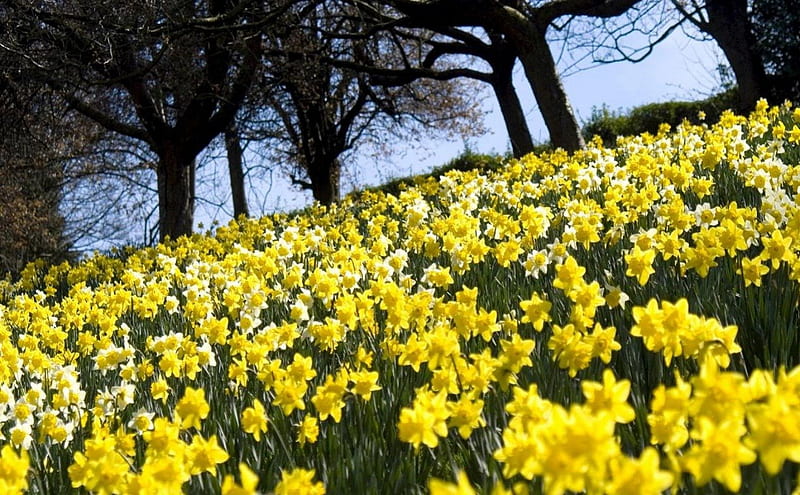 Meadow of Daffodills, pretty, daffodills, flowers, yellow, bonito, meadow, HD wallpaper