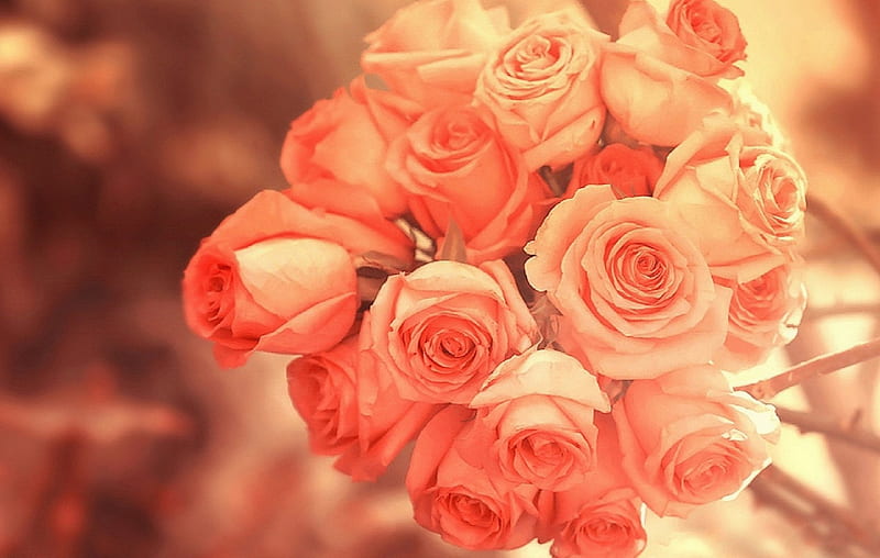Scent of Bouquet of Roses, orange, bonito, fragrance, sweet, graphy, flowers, lovely still life, lovely, bouquets, colors, love four seasons, creative pre-made, roses, cool, plants, nature, beloved valentines, HD wallpaper