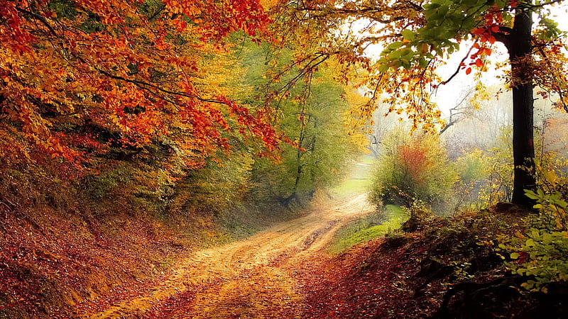 Autumn Road Laptop Full , , Background, and, Amazing Fall, HD wallpaper