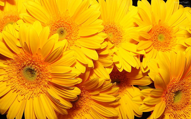 Flores Amarillas, amarillas, bunch, large, flowers, yellow, nature, petals, HD wallpaper