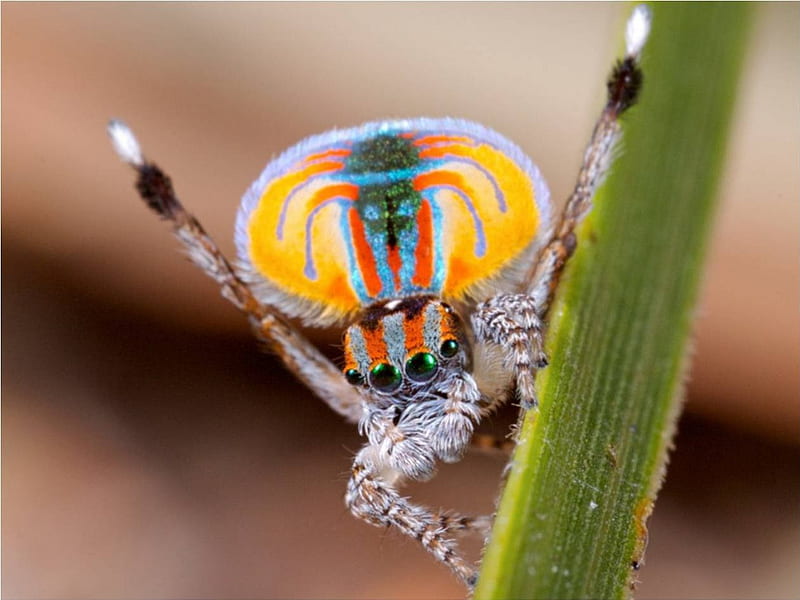 Peacock spider, green, orange, insect, yellow, nature, blue, HD wallpaper