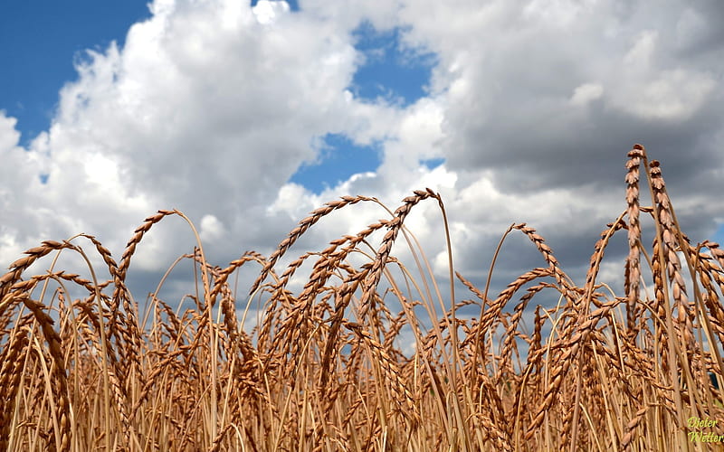 Corn Field, corn, summer, clouds, field, HD wallpaper