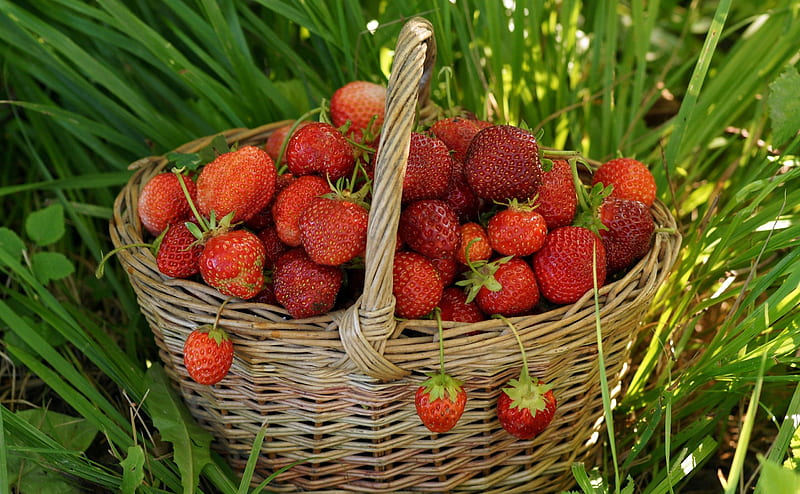 Harvest, graphy, basket, strawberries, garden, abstract, HD wallpaper