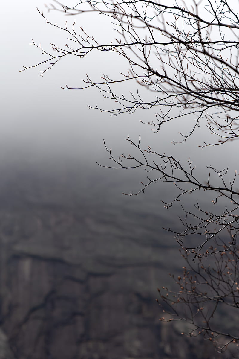 branches, tree, fog, gray, gloomy, HD phone wallpaper