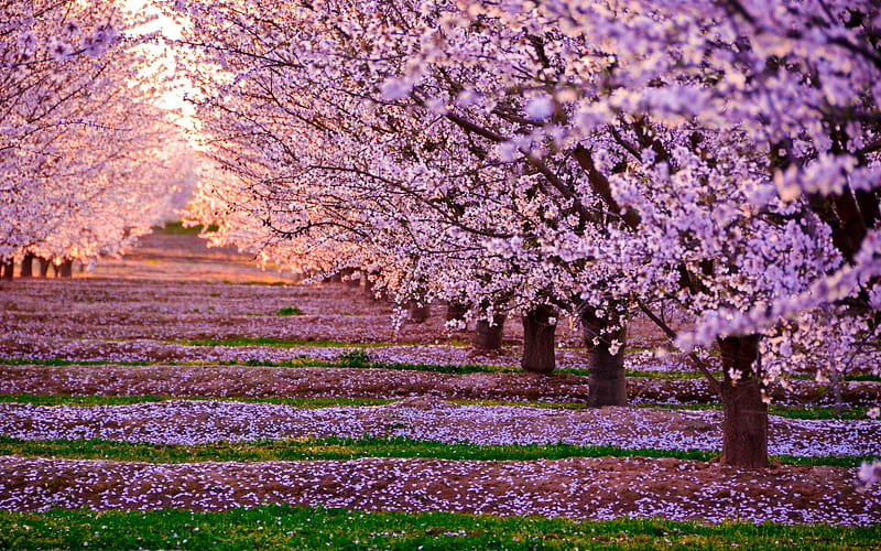Blossom Nature Pink Flowers Trees, nature, flowers, trees, HD wallpaper
